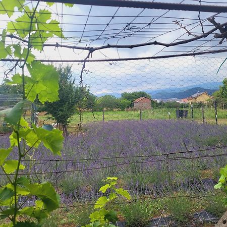 Salvia E Rosmarino - Affittacamere In Liguria Вилланова-д'Альбенга Экстерьер фото