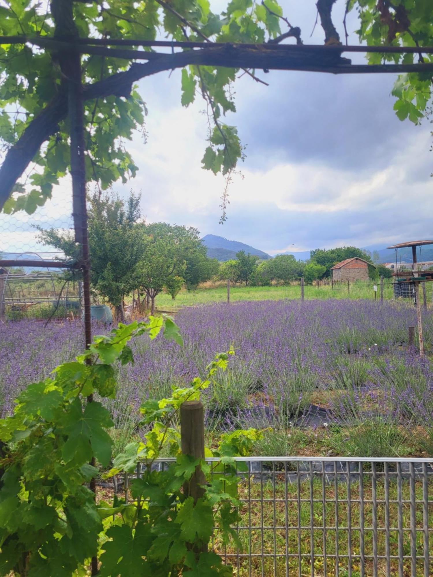 Salvia E Rosmarino - Affittacamere In Liguria Вилланова-д'Альбенга Экстерьер фото