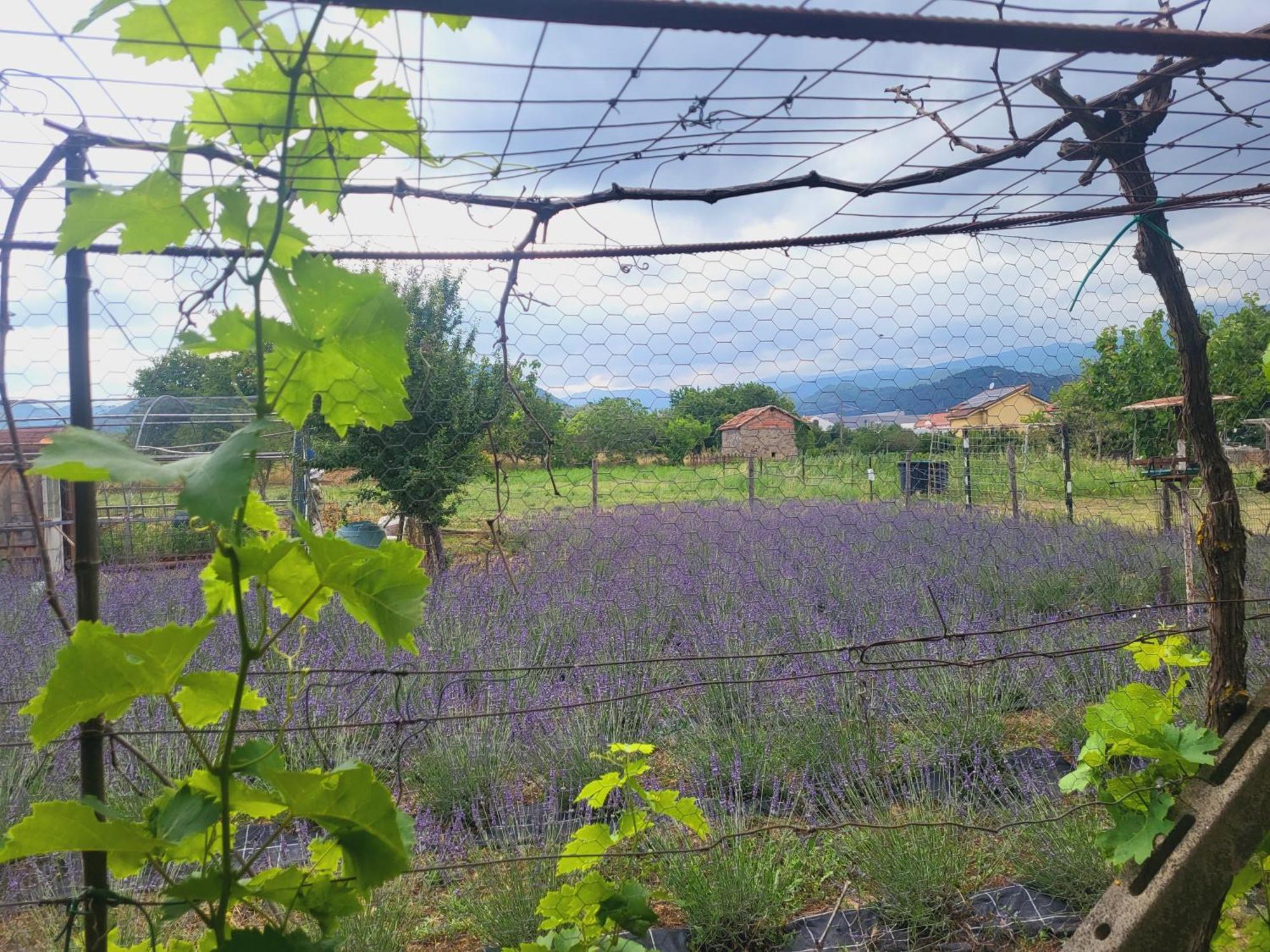 Salvia E Rosmarino - Affittacamere In Liguria Вилланова-д'Альбенга Экстерьер фото