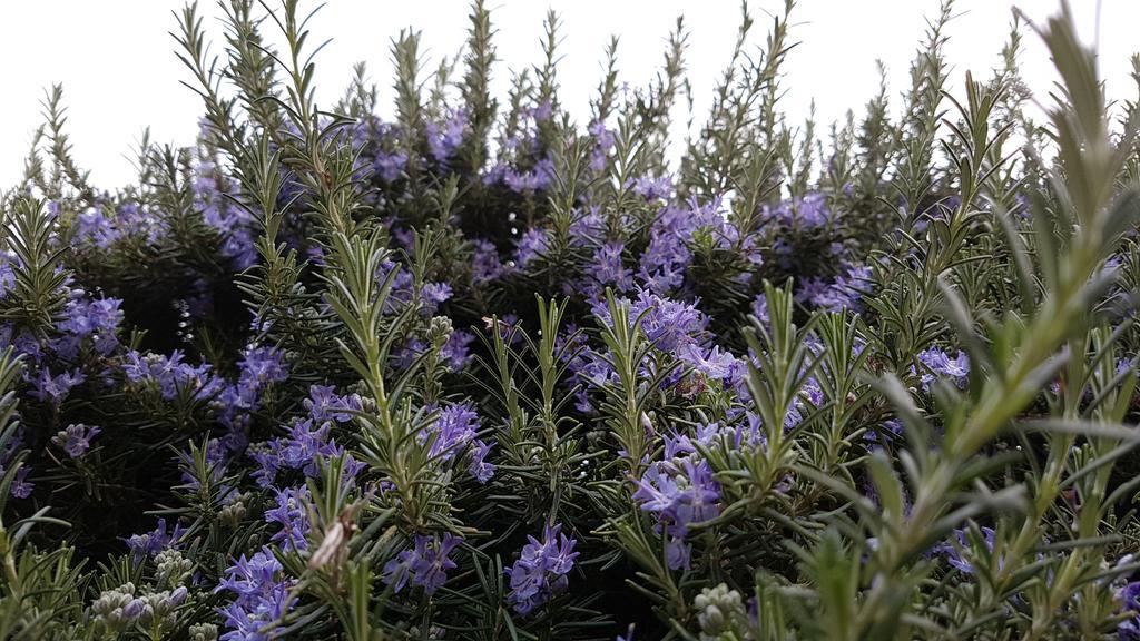 Salvia E Rosmarino - Affittacamere In Liguria Вилланова-д'Альбенга Экстерьер фото