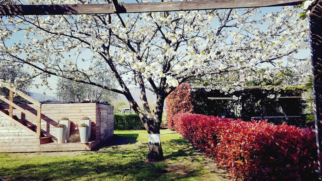 Salvia E Rosmarino - Affittacamere In Liguria Вилланова-д'Альбенга Экстерьер фото